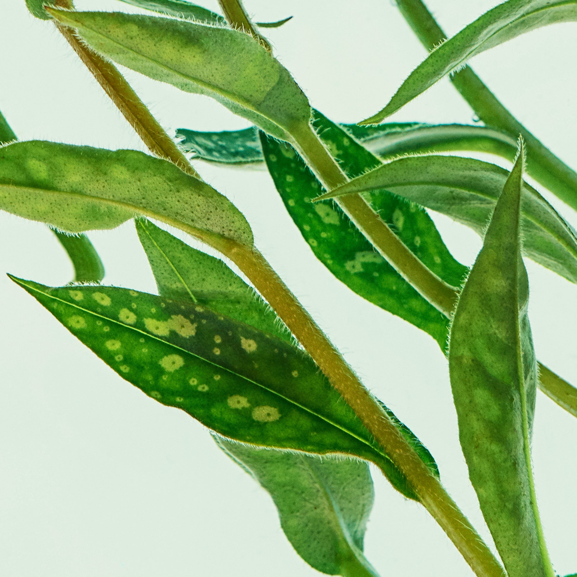 Close up of potted green and yellow green leaves of a plant