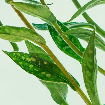 Close up of potted green and yellow green leaves of a plant