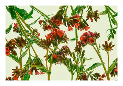 Fine green stems and small vivid red blooms floating in water, back lit against a pale background with delicate, tangled detail.
