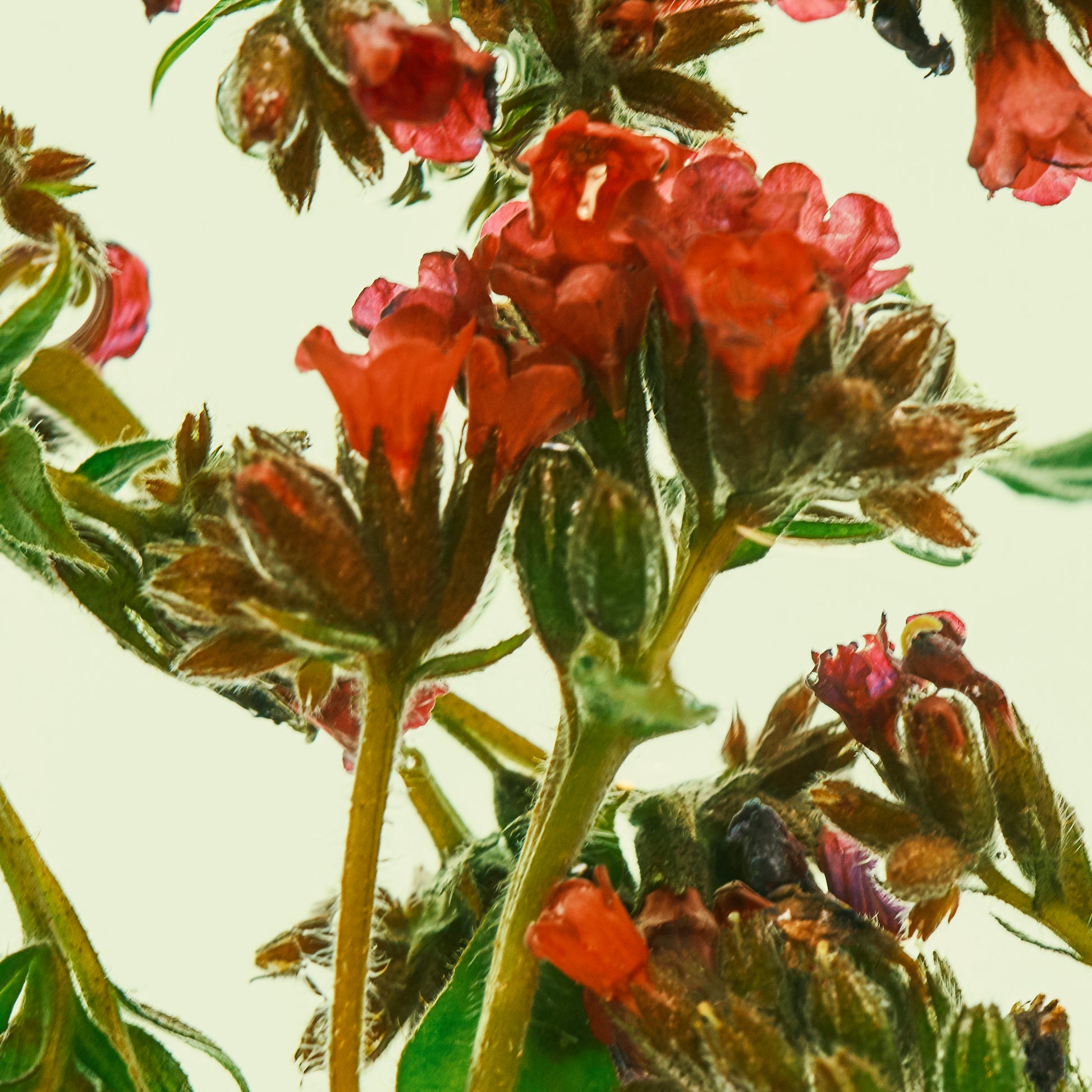 Close-up of red flowers and green leaves on a light background