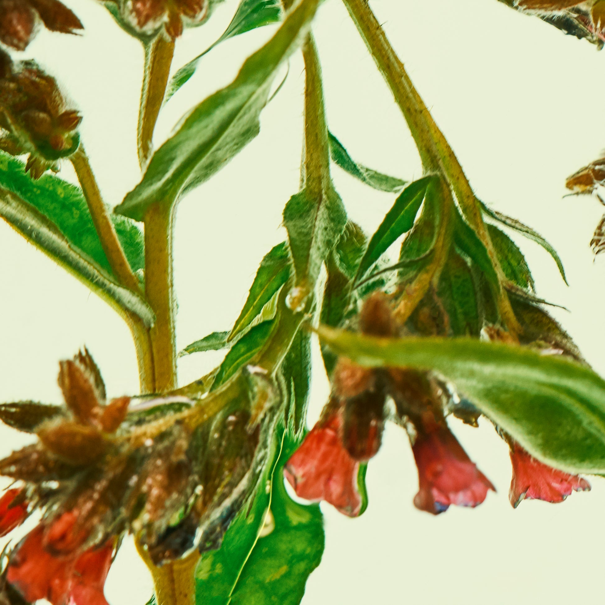 Close-up of a plant with red flowers and green leaves on a beige background