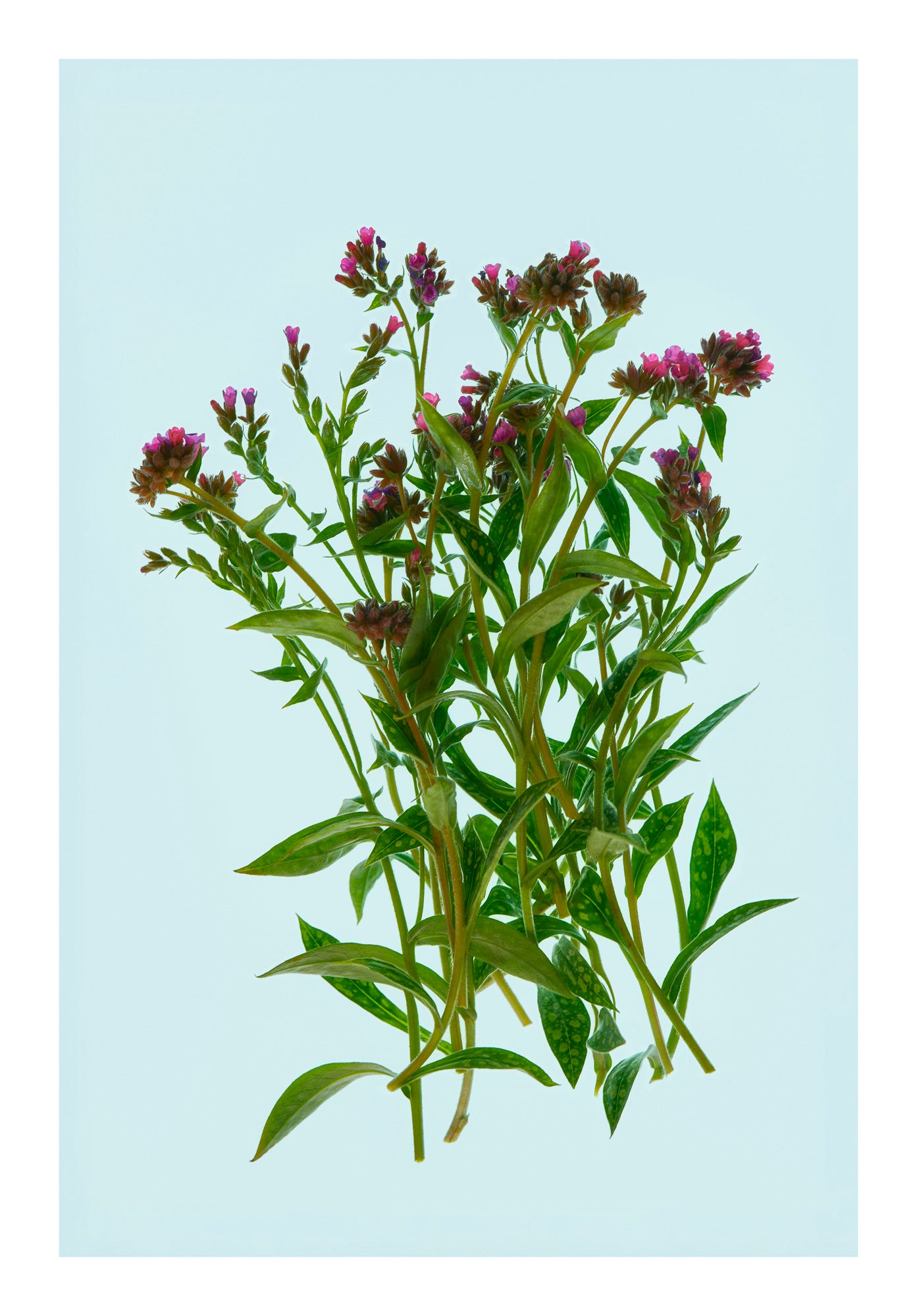 Fine stems and small rose-pink blossoms floating in water, back lit against a pale background.