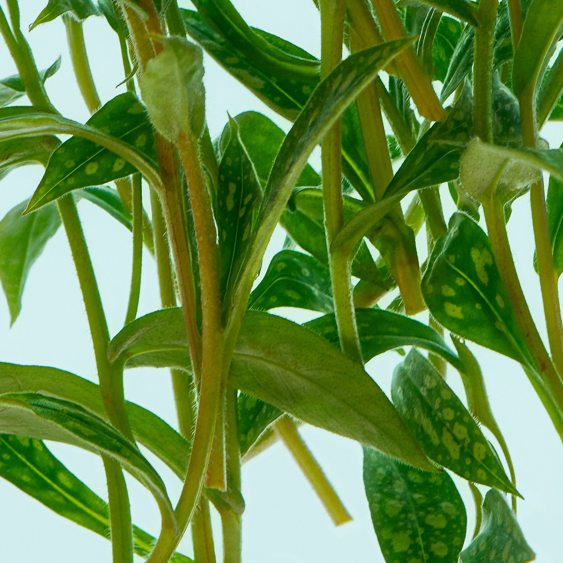 Close-up of green leaves with a light blue background