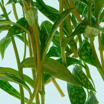Close-up of green leaves with a light blue background