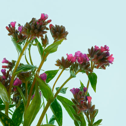 close up of pink flowers
