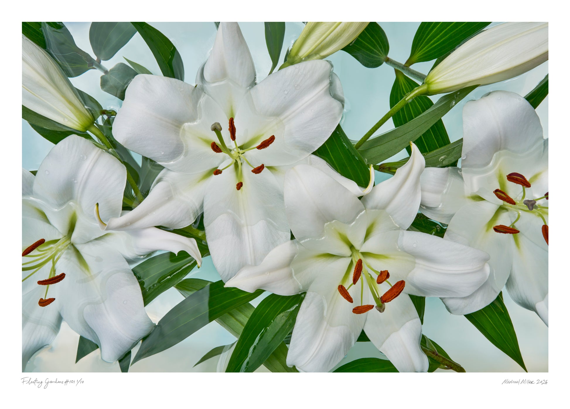 White lilies with green leaves on a light blue background