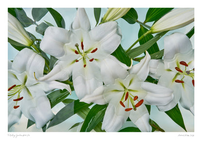 White lilies with green leaves on a light blue background