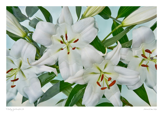 White lilies with green leaves on a light blue background