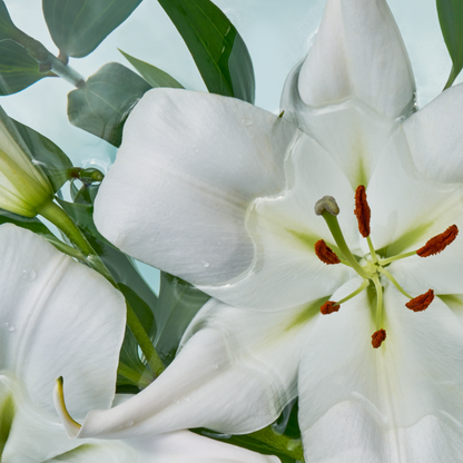 Close-up of a white lily flower with green leaves on a light blue background