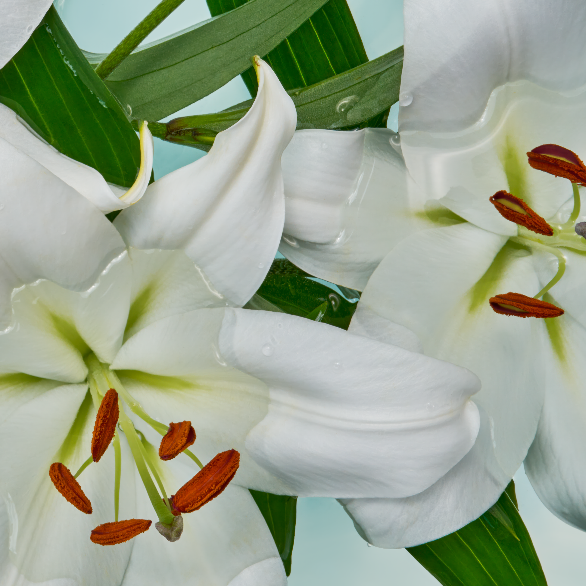 Close-up of white lilies with green leaves on a light blue background