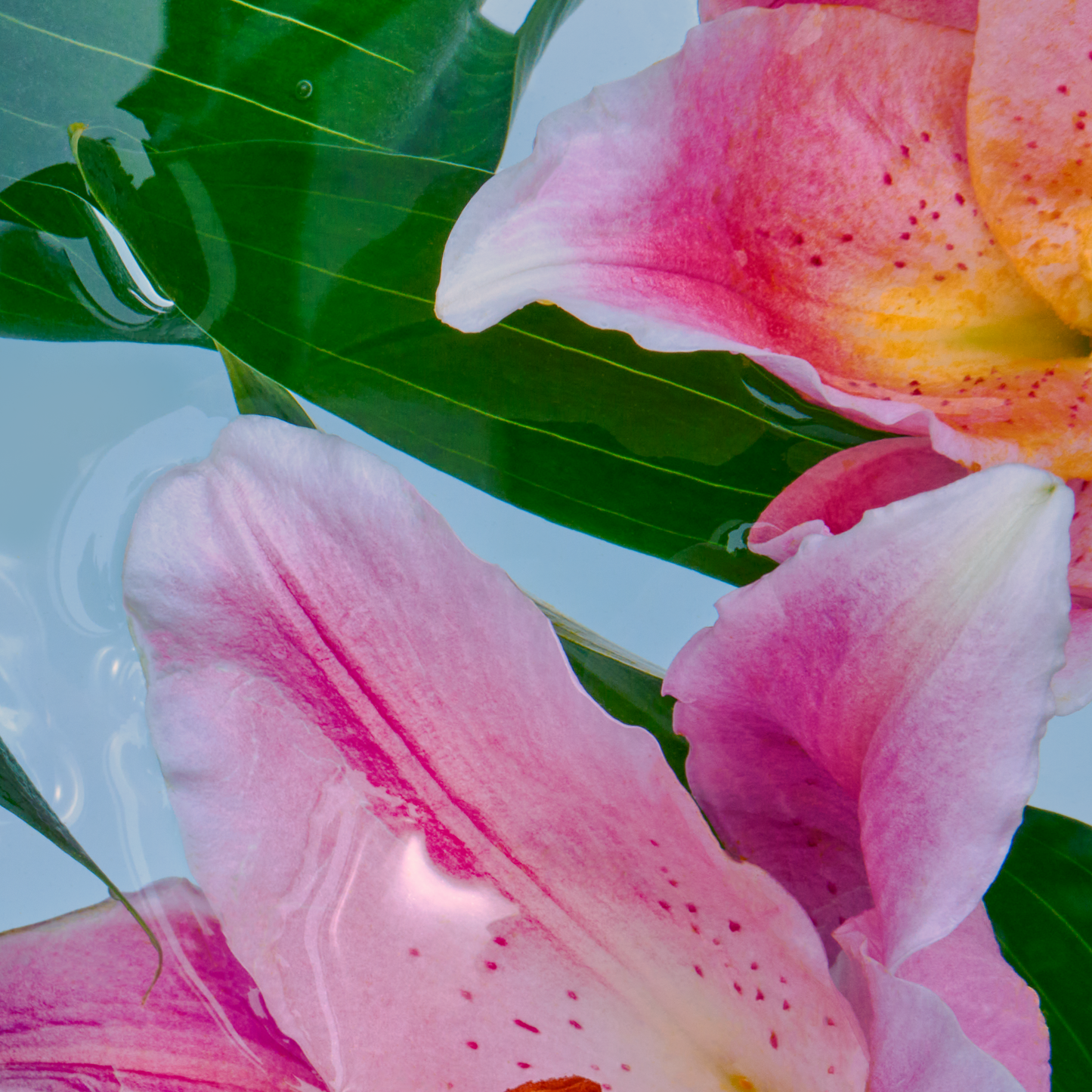Floating Gardens #102 - Collector Edition