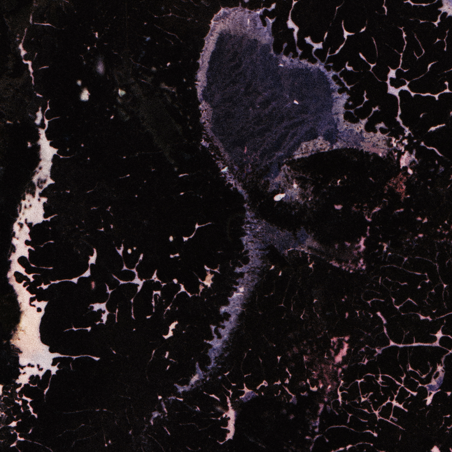 Close-up detail of Naturalia I #009 showing black tonal variation and pattern
