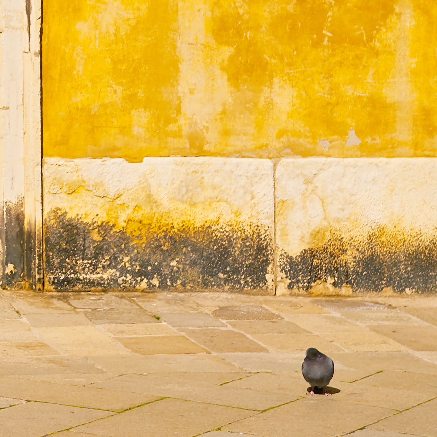 Pigeon sitting on a stone pavement in front of a yellow wall with black stains.