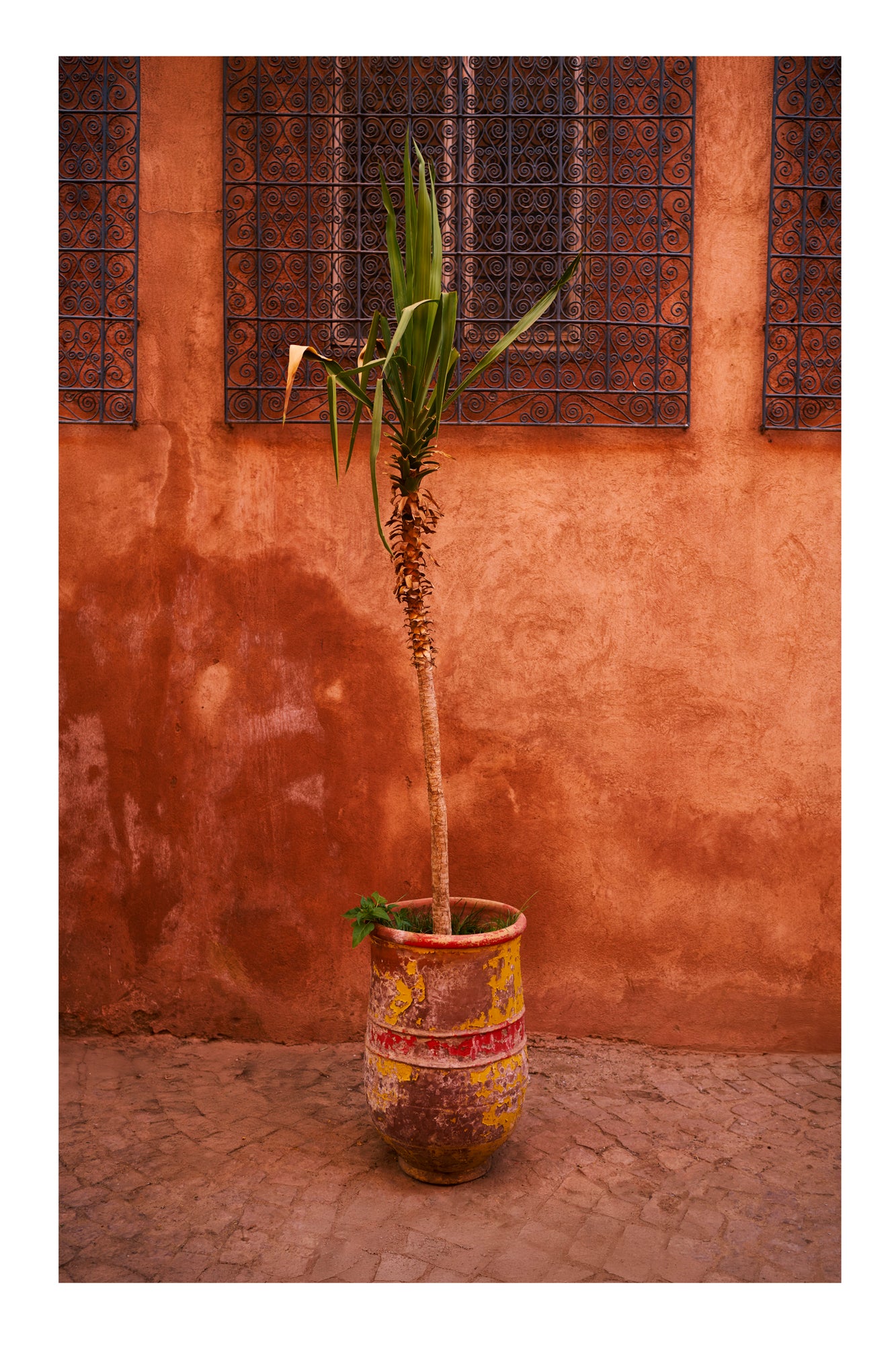 Potted plant in front of a textured wall with barred windows in Marrakesh Morocco