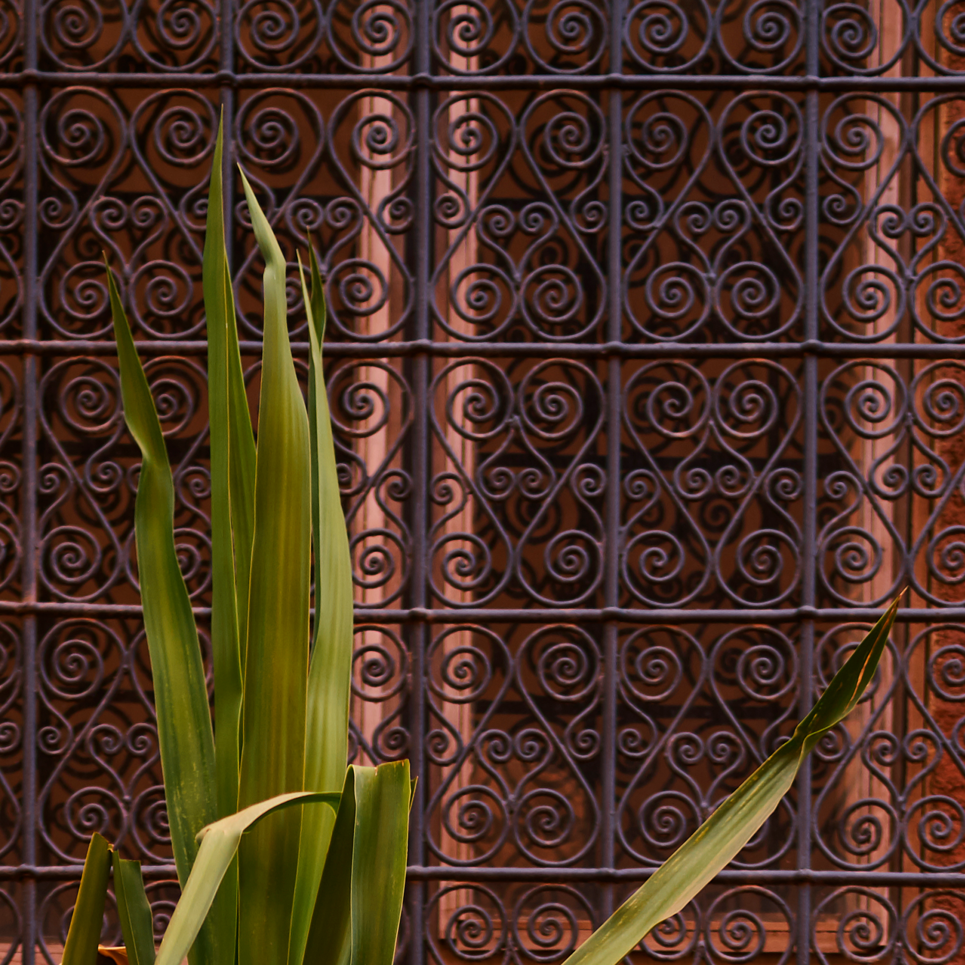 Green plant leaves against a decorative wrought iron gate