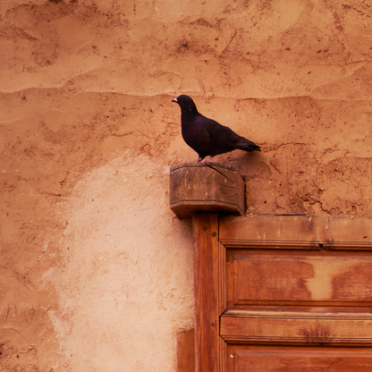 Pigeon perched on a wooden door frame against a textured wall.