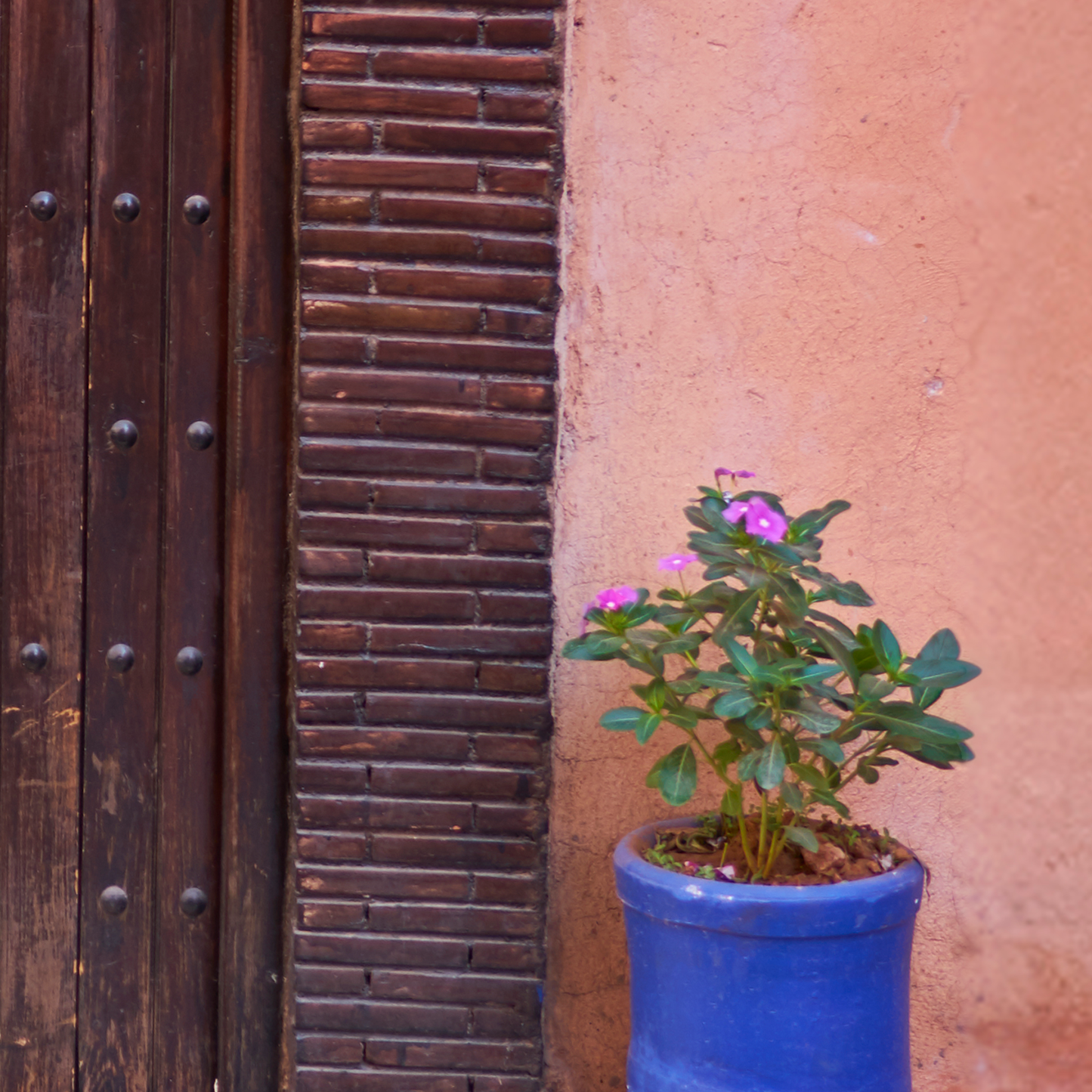 Potted plant with purple flowers against a textured wall and wooden door.