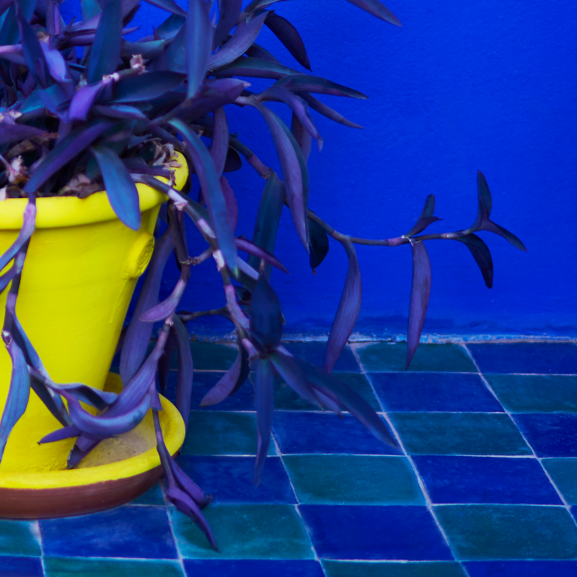 Purple plant in a yellow pot on a blue tiled floor with a blue wall.