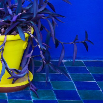 Purple plant in a yellow pot on a blue tiled floor with a blue wall.