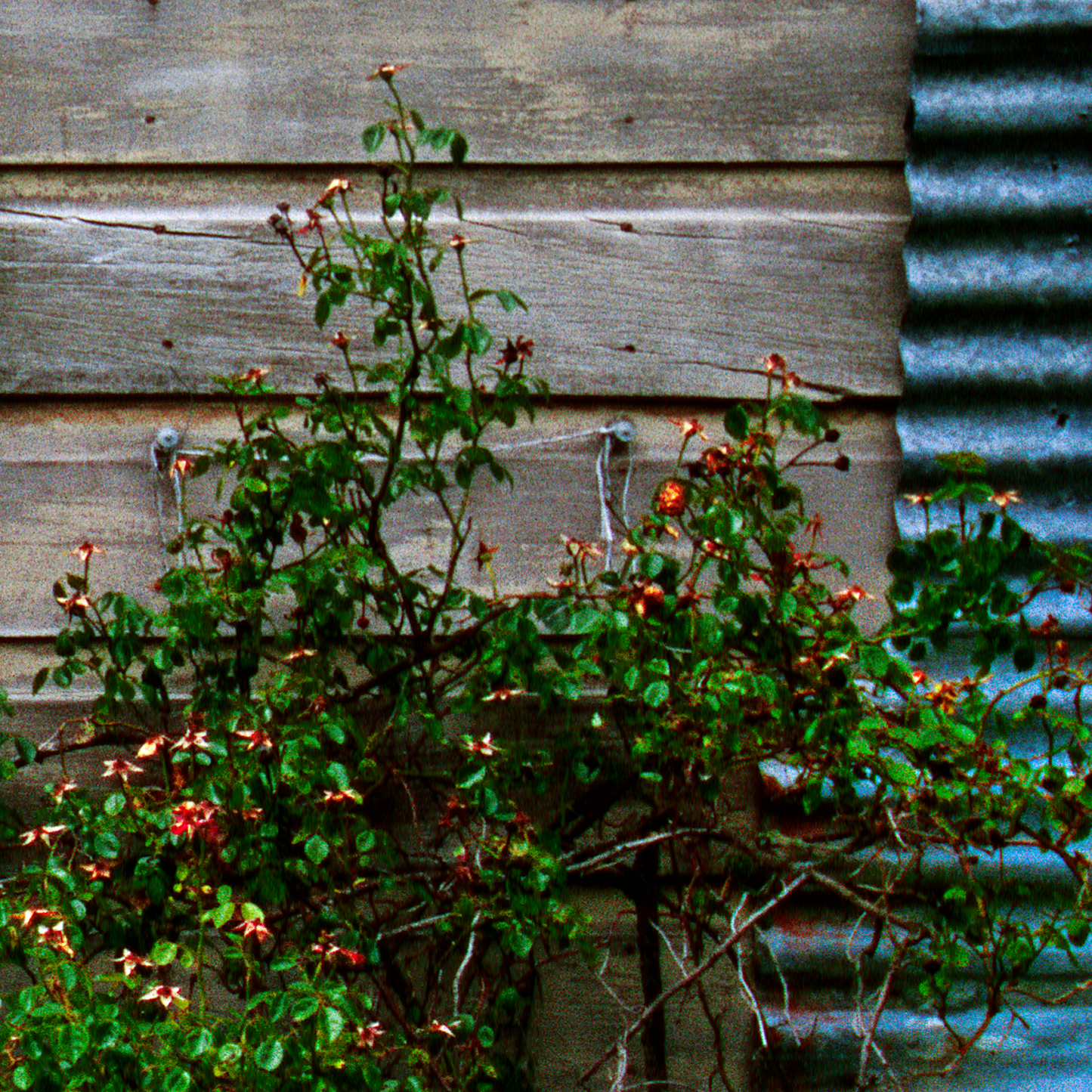 Vine with small red flowers against a wooden wall