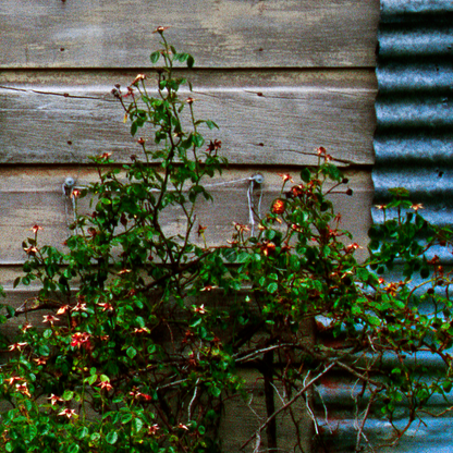 Vine with small red flowers against a wooden wall