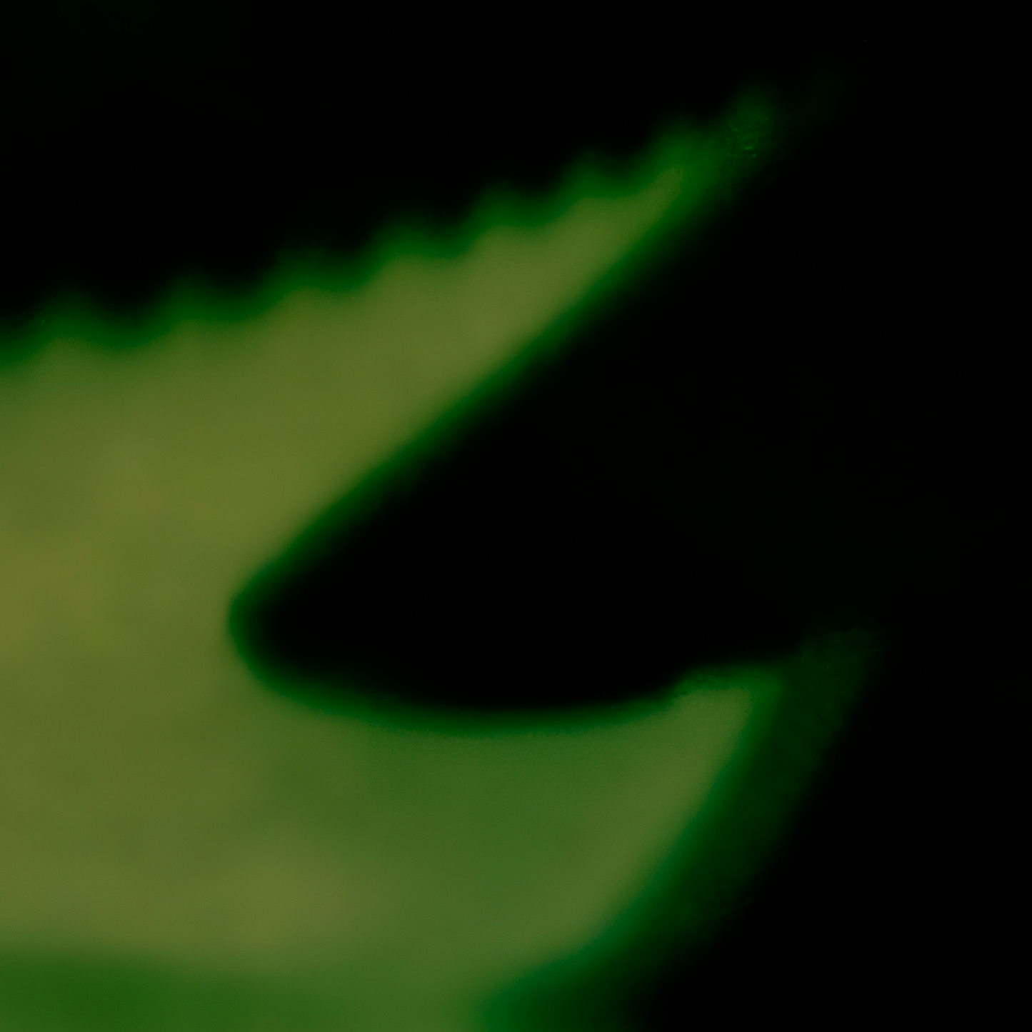 Close of of photograph detail of shadow on green background