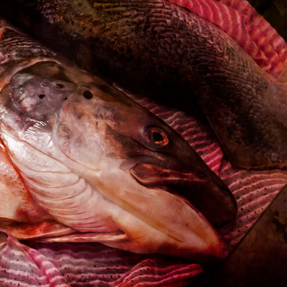 Close-up of a fish with a red background