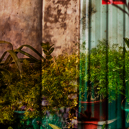 close up of a multiple exposure photograph showing plants and walls