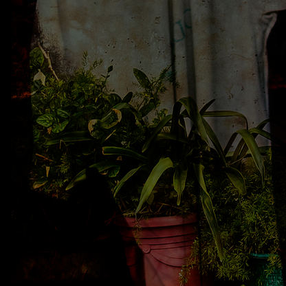 close up of a multiple exposure photograph showing a Potted plant in front of a textured wall