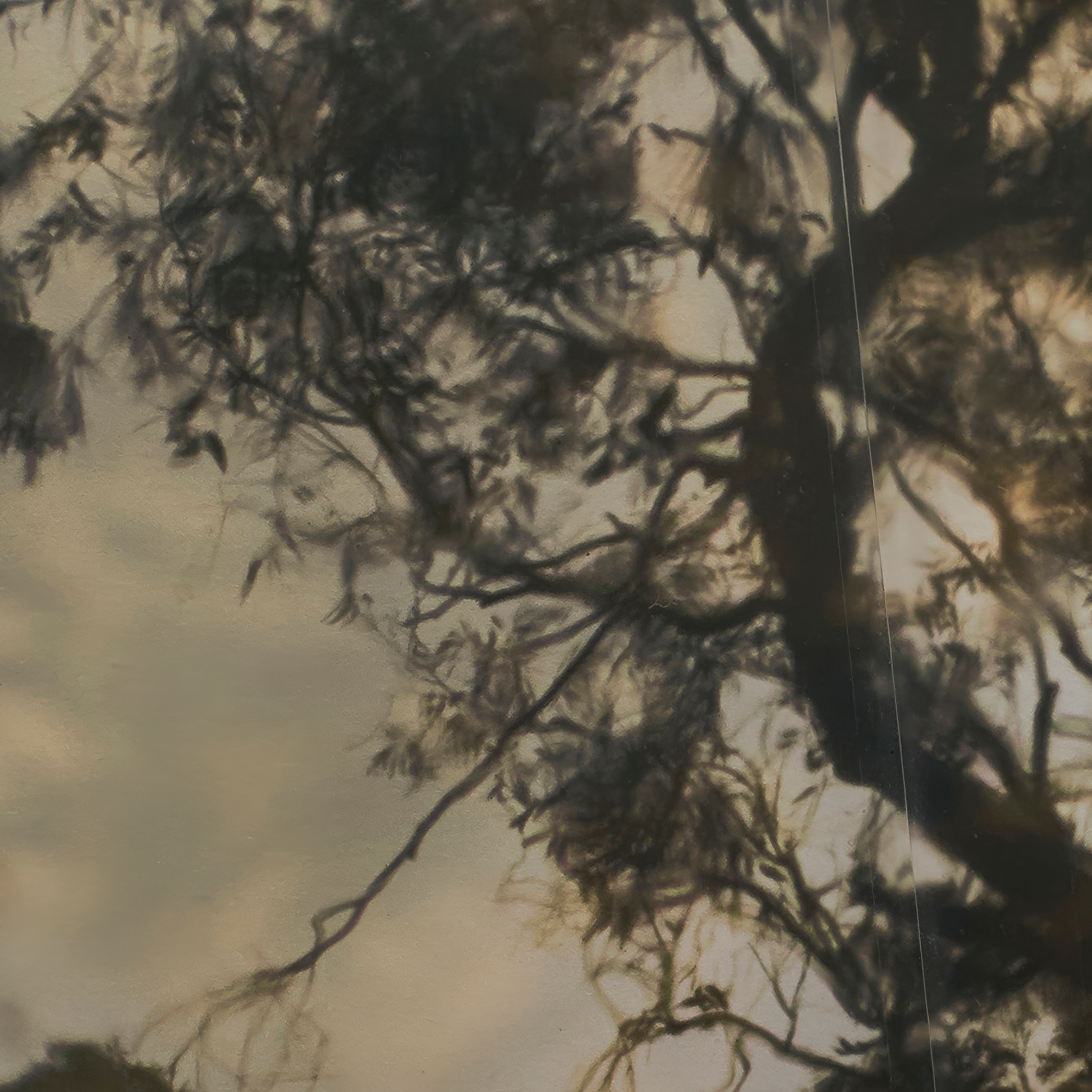Tree branches against a sunset sky
